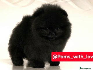 Pomeranian dogs Pomeranian 1 boy left 🤍 40+🏆lines - Advert 1