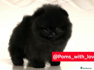 Pomeranian dogs 3 Tiny boys left 🤍 40+🏆lines💙 - Advert 2