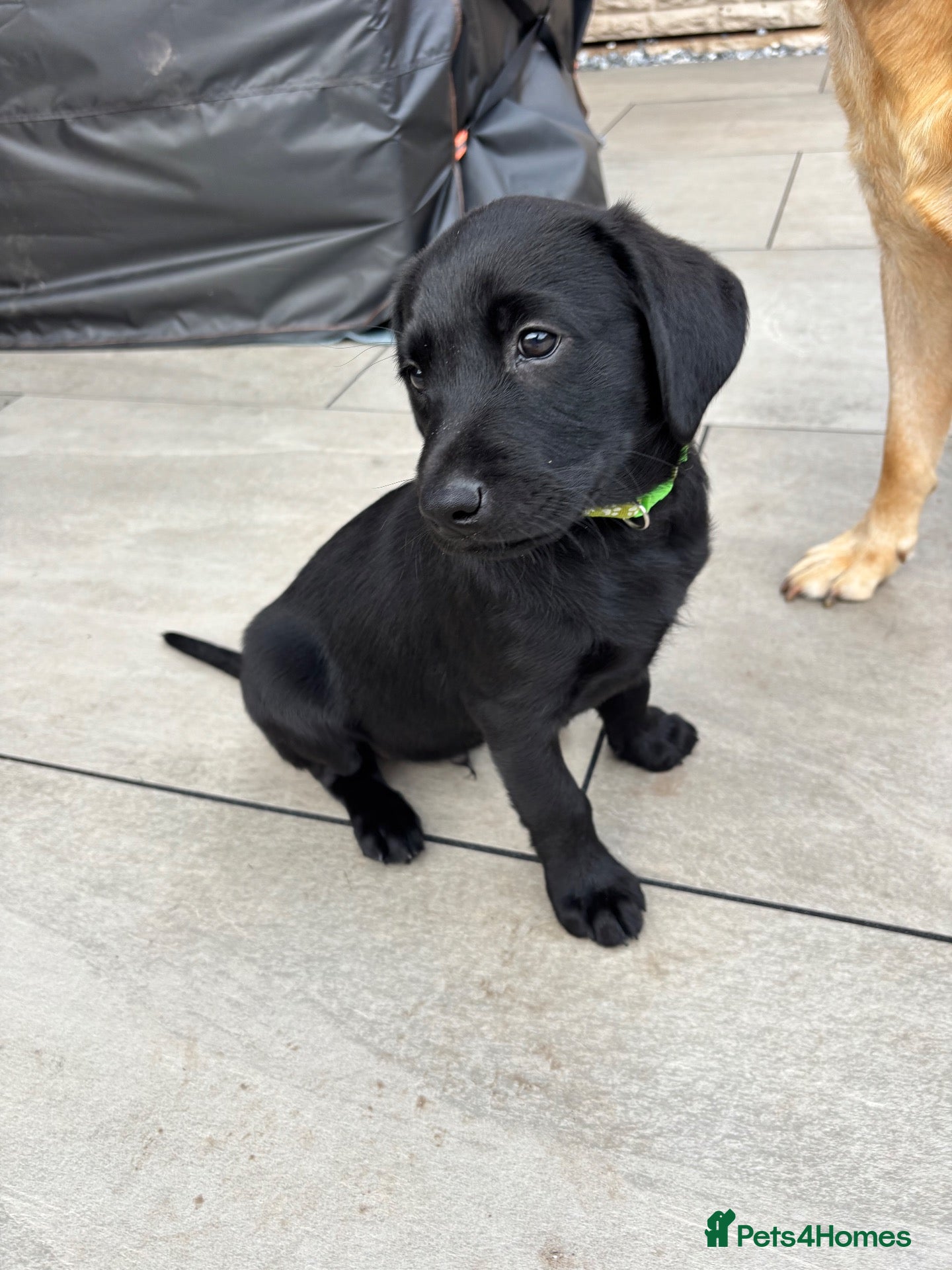 Labrador Retriever dogs Gorgeous black working KC Labradors  - Advert 14