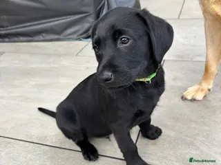 Labrador Retriever dogs Gorgeous black working KC Labradors - Advert 14