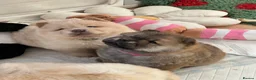 Chow Chow dogs for sale: KC chow chow puppies  - Advert 6