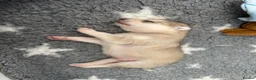 Saarloos Wolfdog dogs for sale: Amazing Low Content Wolfdog Puppy  - Advert 4