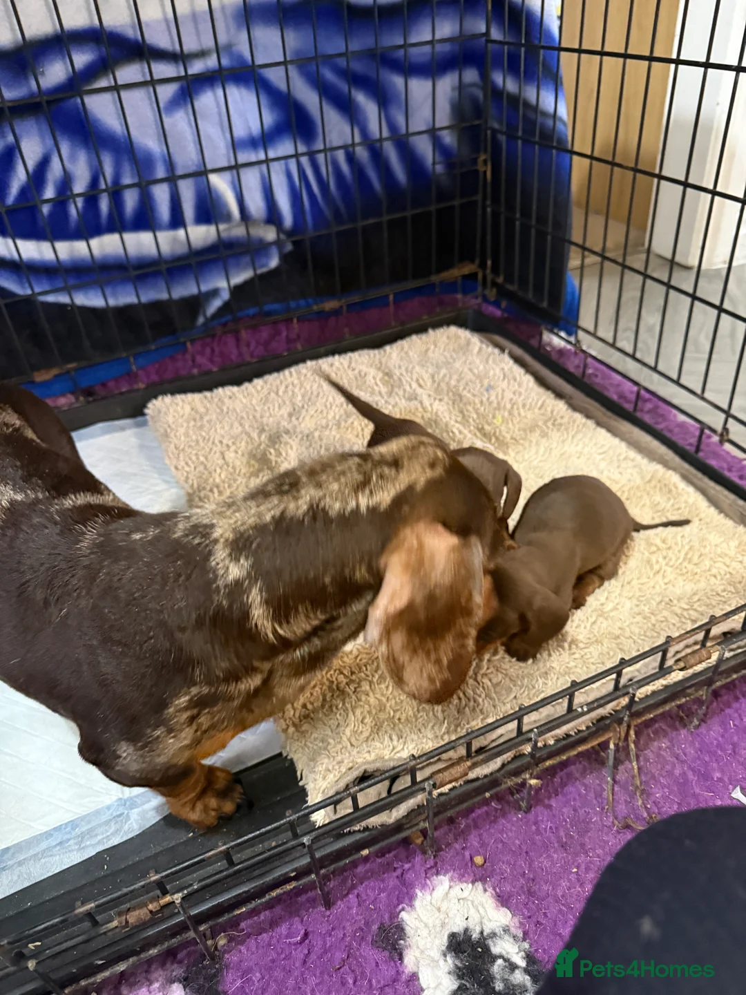 Miniature Dachshund dogs for sale: Beautiful KC Miniature Dachshunds Puppies  - Advert 11