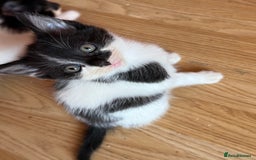 British Longhair cats for sale: Fluffy beautiful kitties  - Image 12