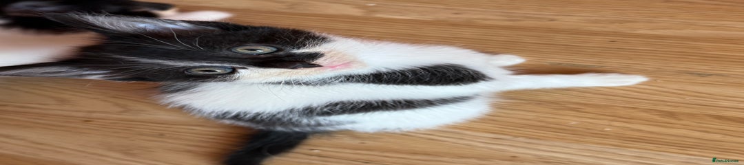 British Longhair Kitten 1