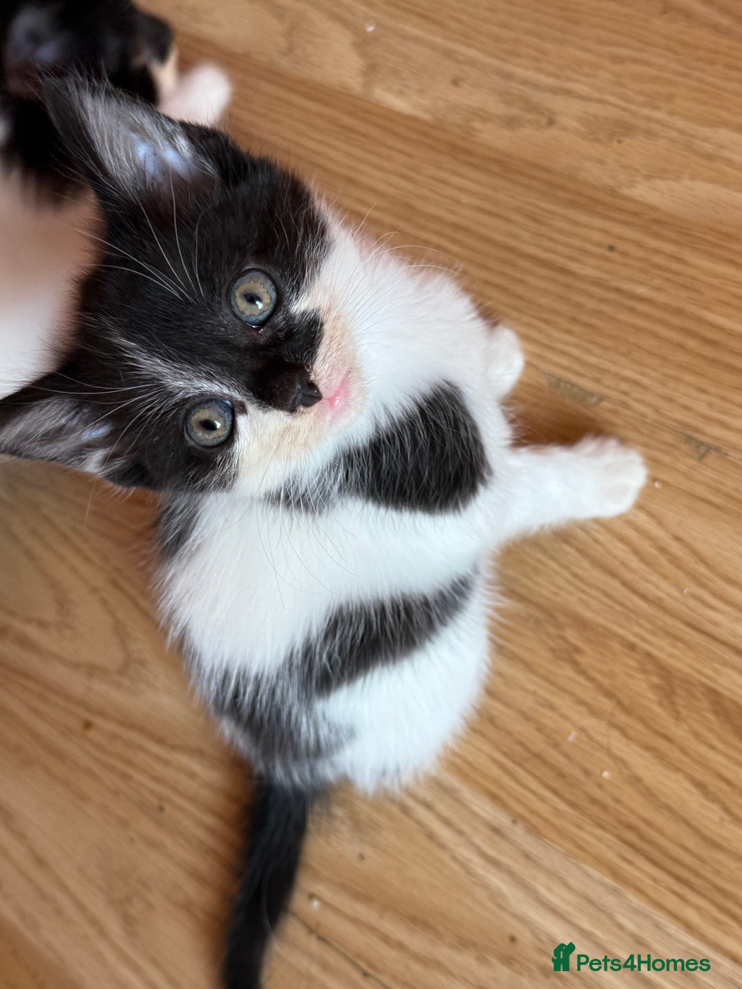 British Longhair cats for sale: Fluffy beautiful kitties  - Image 12