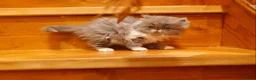 Persian cats for sale: Stunning pedigree Persian kittens - Advert 13