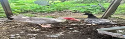Ducks poultry for sale: Muscovy Pair - Lavender pied drake and blue hen - Advert 2