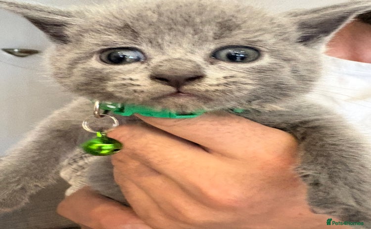 British Shorthair cats - Advert 3