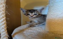Mixed Breed cats for sale: Burmese Cross Kittens  - Image 5