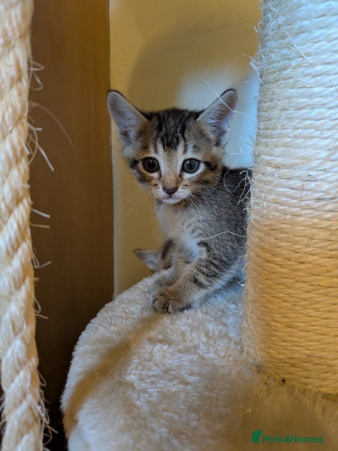 Mixed Breed cats for sale: Burmese Cross Kittens  - Image 5