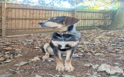 Coonhound dogs for adoption: Hound like loving Mike  - Advert 5