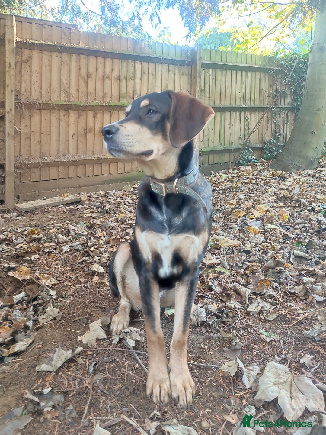 Coonhound dogs for adoption: Hound like loving Mike  - Advert 5