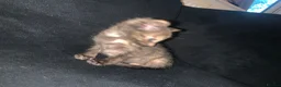 Mixed Breed cats for sale: Beautiful tortie shell girl in London - Advert 8