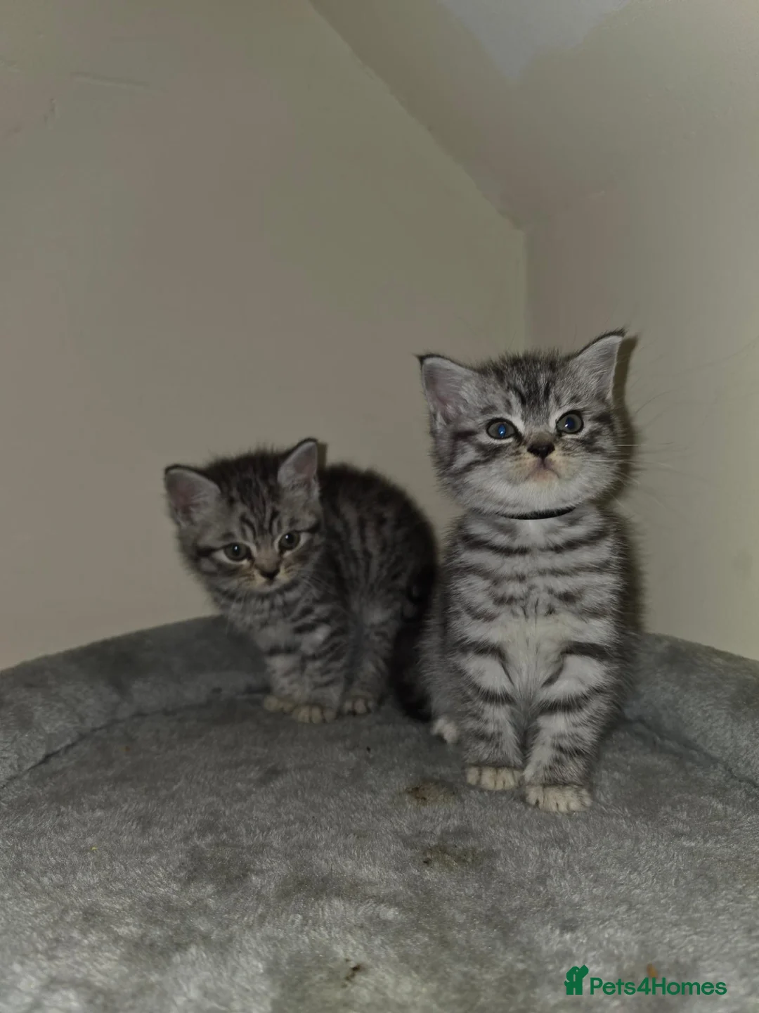 British Shorthair cats for sale: 2 male kittens - Advert 8