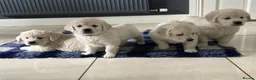 Golden Retriever dogs for sale: Golden retriever puppies - Advert 1