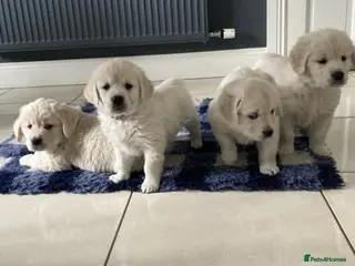 Golden Retriever dogs Golden retriever puppies - Advert 1