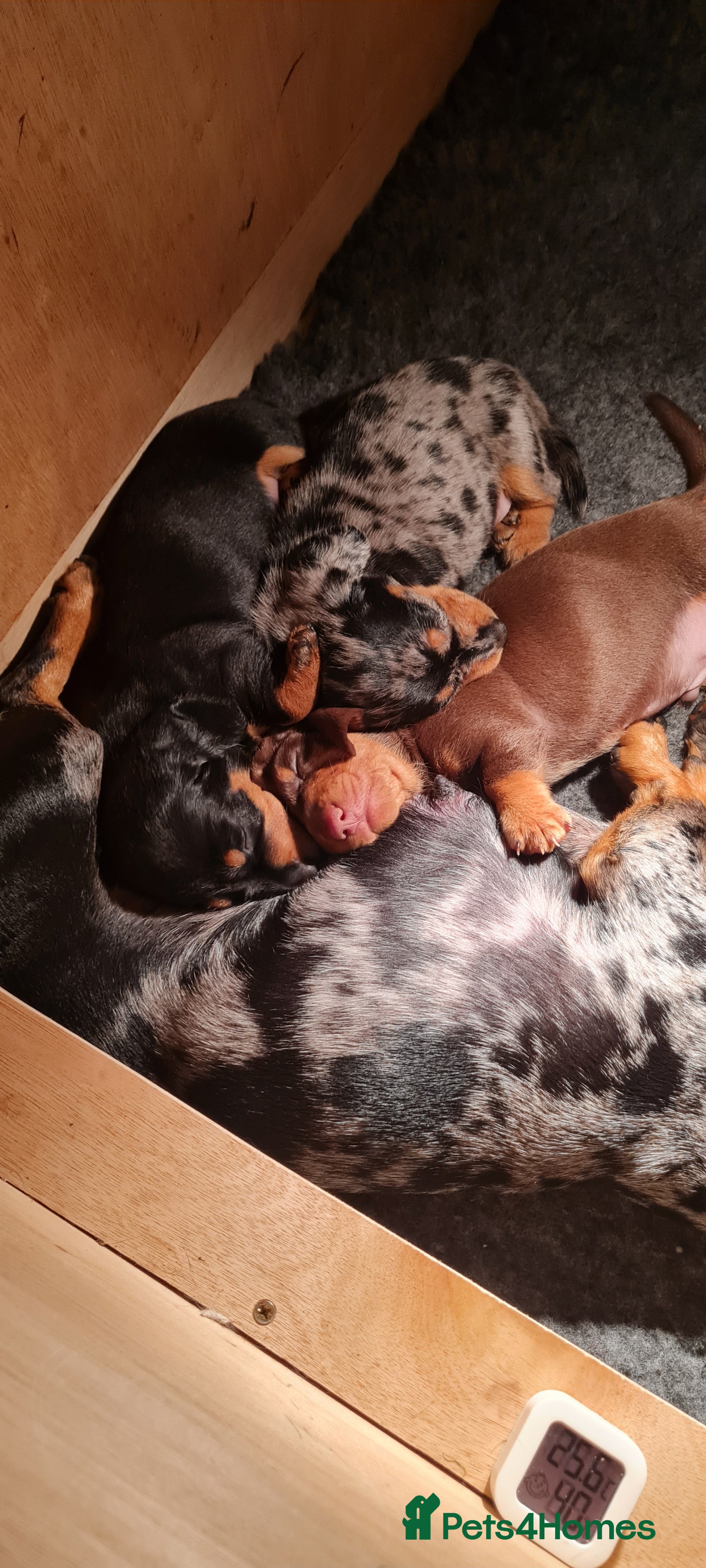 Miniature Dachshund dogs Black and Tan girl available  - Advert 2