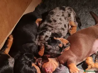 Miniature Dachshund dogs Black and Tan girl available - Advert 2