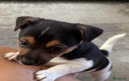 Jack Russell dogs for sale: Jack Russell litter of 7 - Advert 17