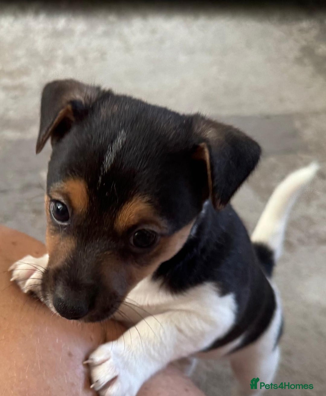 Jack Russell dogs for sale: Jack Russell litter of 7 - Advert 17