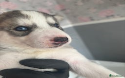 Siberian Husky dogs for sale: Siberian huskies  for sale  - Image 31