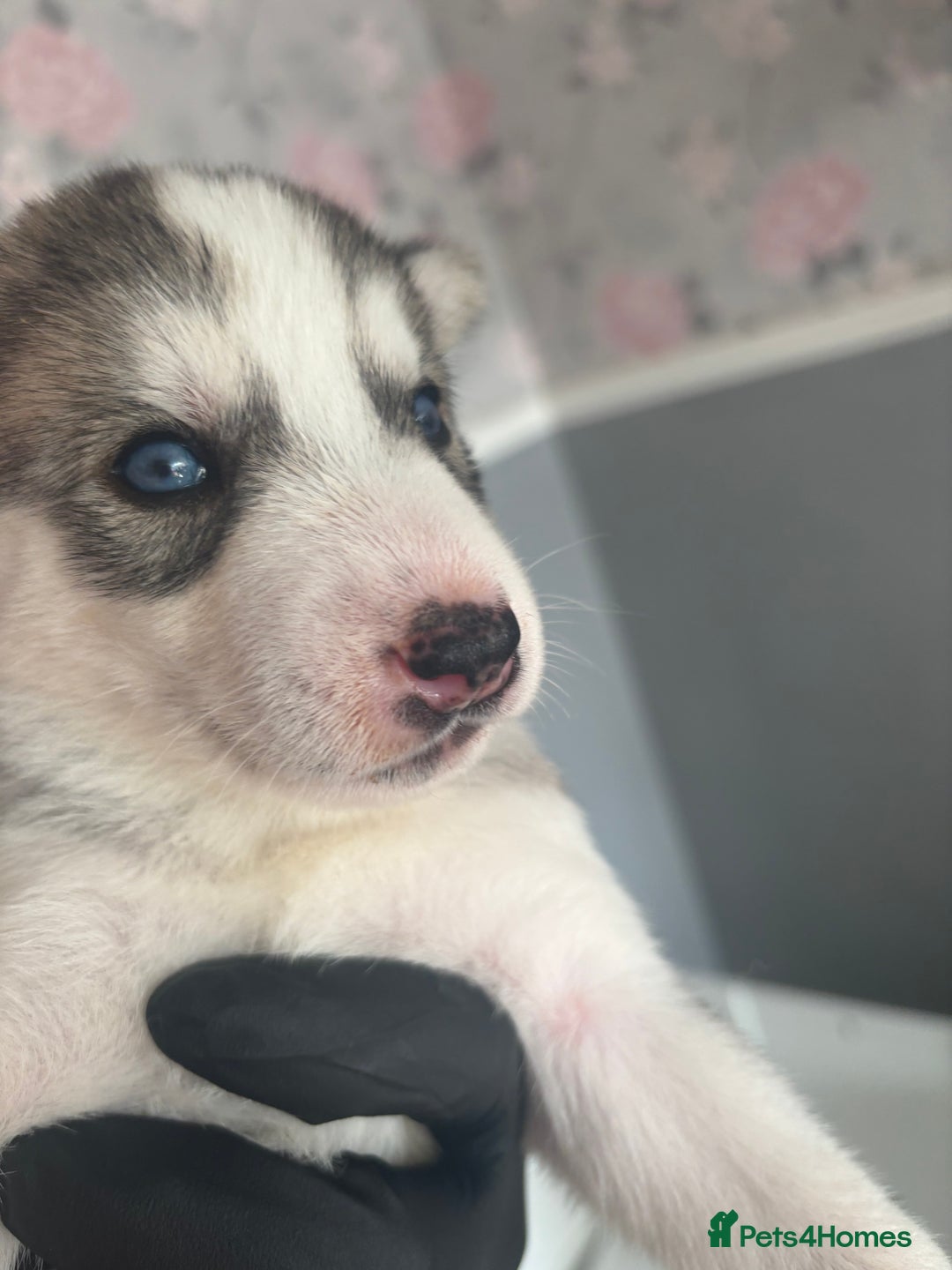 Siberian Husky dogs for sale: Siberian huskies  for sale  - Image 31