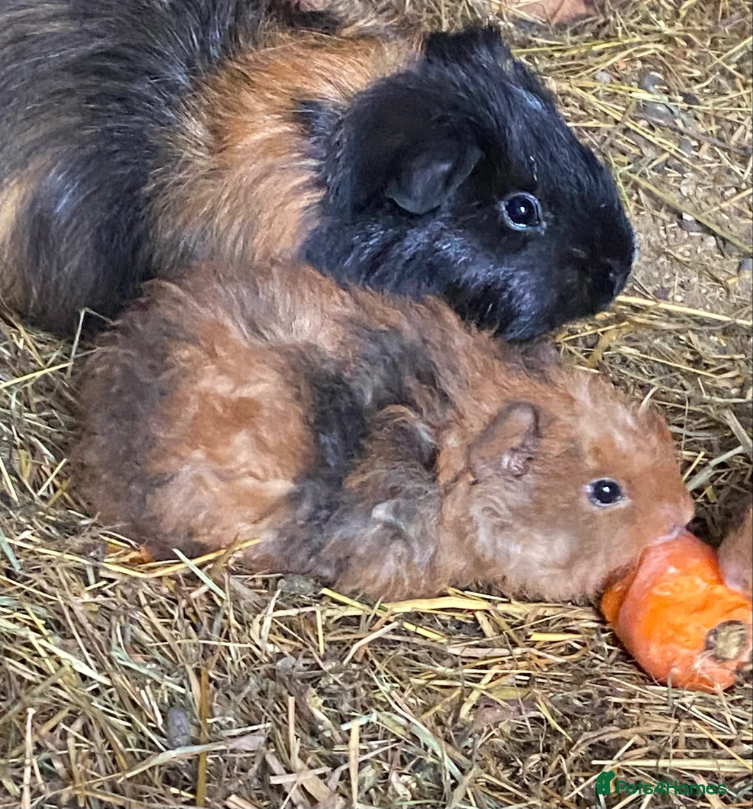 Guinea Pig rodents for sale: Make/female fluffy baby piggies  - Advert 4
