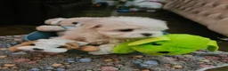 Maltese dogs for sale: EXQUISITE 5STAR TOY MINIATURE KOREAN MALTESE PUPPY - Advert 9