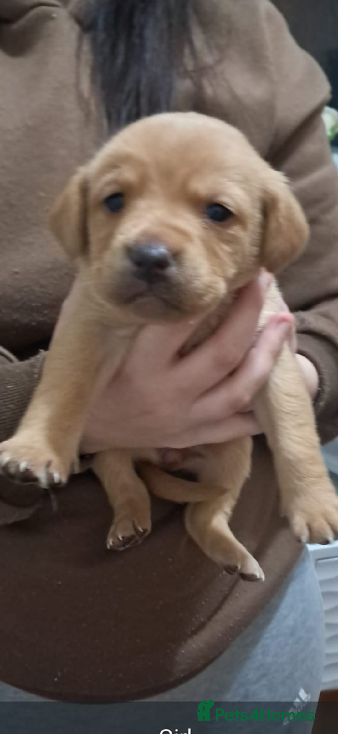 Labrador Retriever dogs for sale: Litter of 8 Labrador puppies  - Advert 14