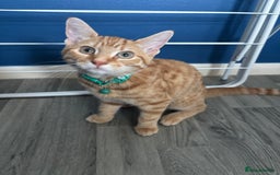 Mixed Breed cats for sale: Two brothers - Image 2