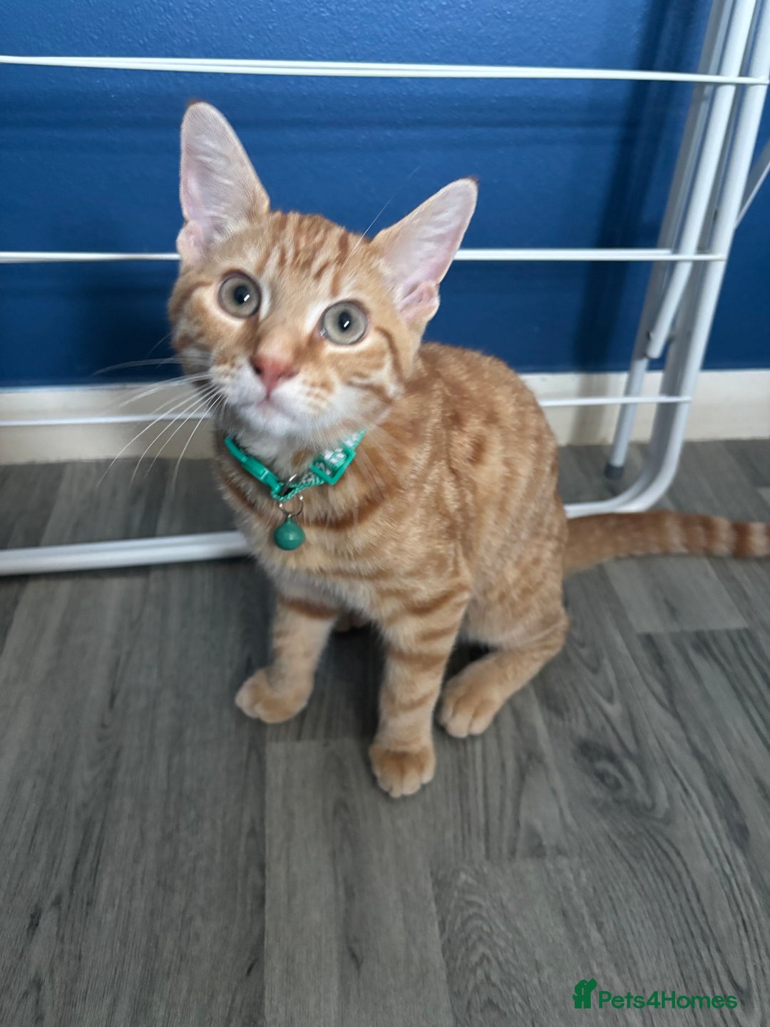 Mixed Breed cats for sale: Two brothers - Image 2