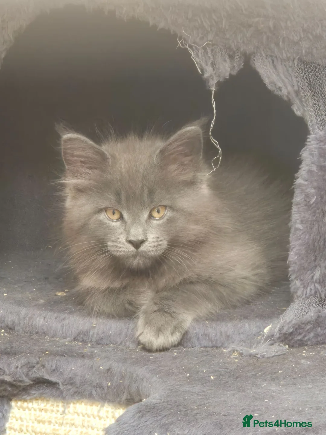 Maine Coon cats for sale: 2 BLUE BOYS - Advert 1