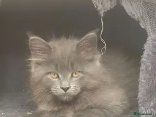 Maine Coon cats 2 BLUE BOYS - Advert 3