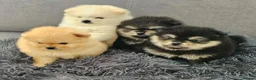 Pomeranian dogs for sale: Pomeranian puppy  - Advert 11