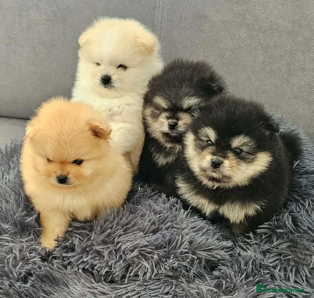 Pomeranian dogs for sale: Pomeranian puppy  - Advert 11