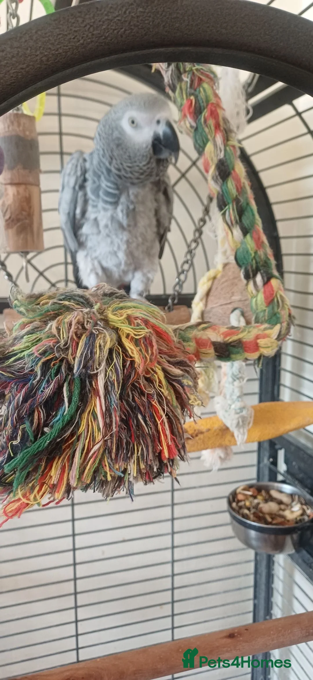 Parrots birds for sale: African grey parrot - Advert 2