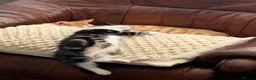 Domestic Shorthair cats for sale: Kittens  - Advert 7