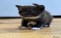 Mixed Breed cats for sale: 4 beautiful mixed breed kittens  - Image 1
