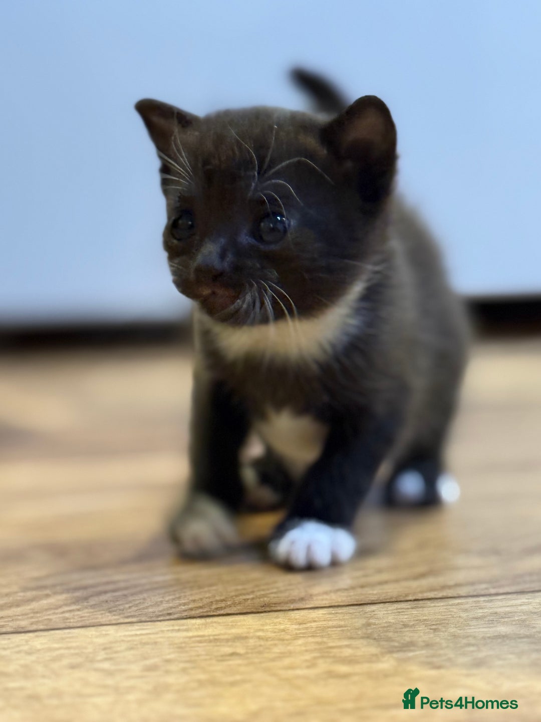 Mixed Breed cats for sale: 4 beautiful mixed breed kittens  - Image 1