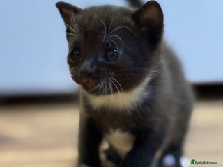 Mixed Breed cats - Advert 36