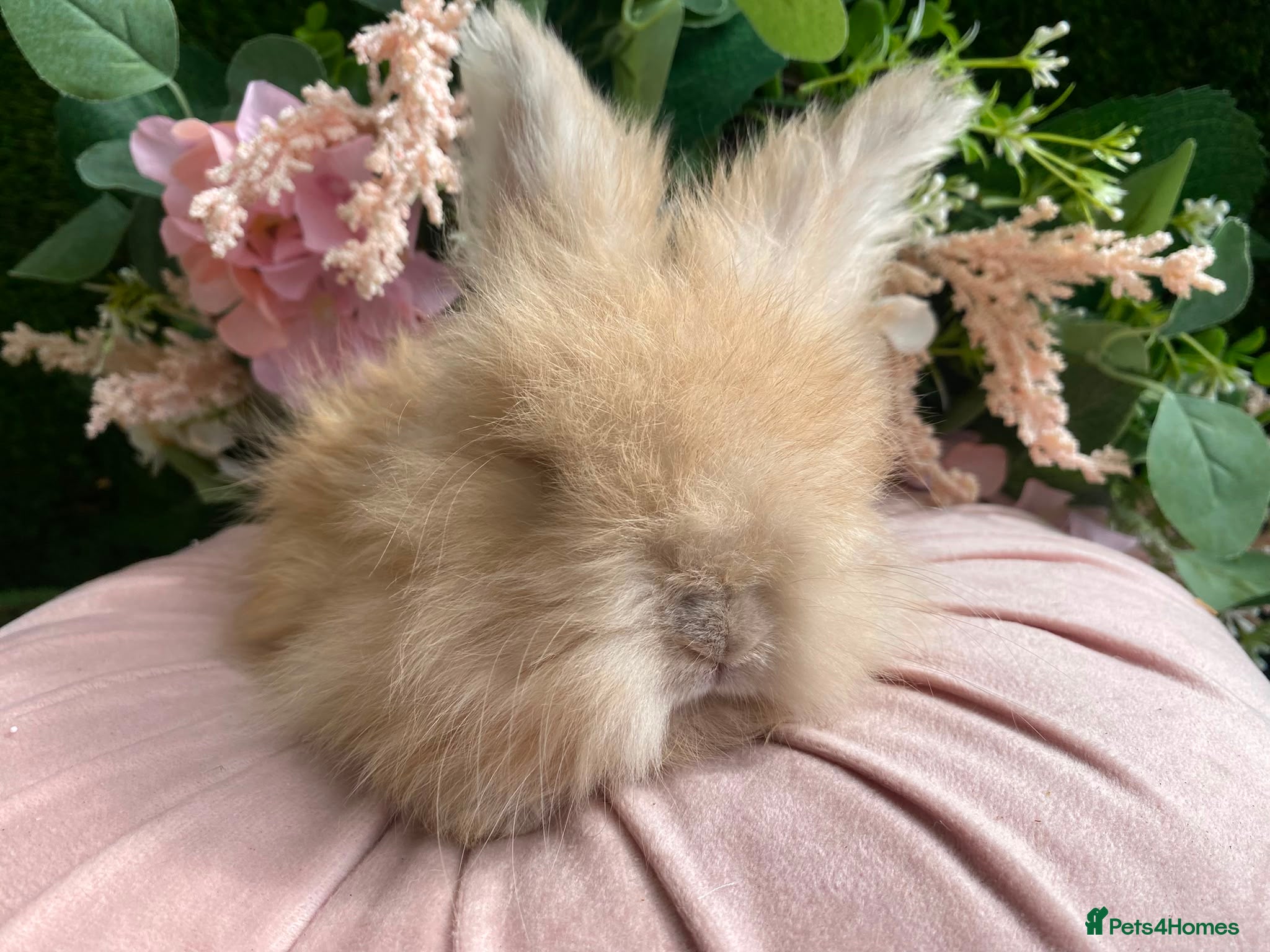 Angora rabbits Baby angoras - Advert 3