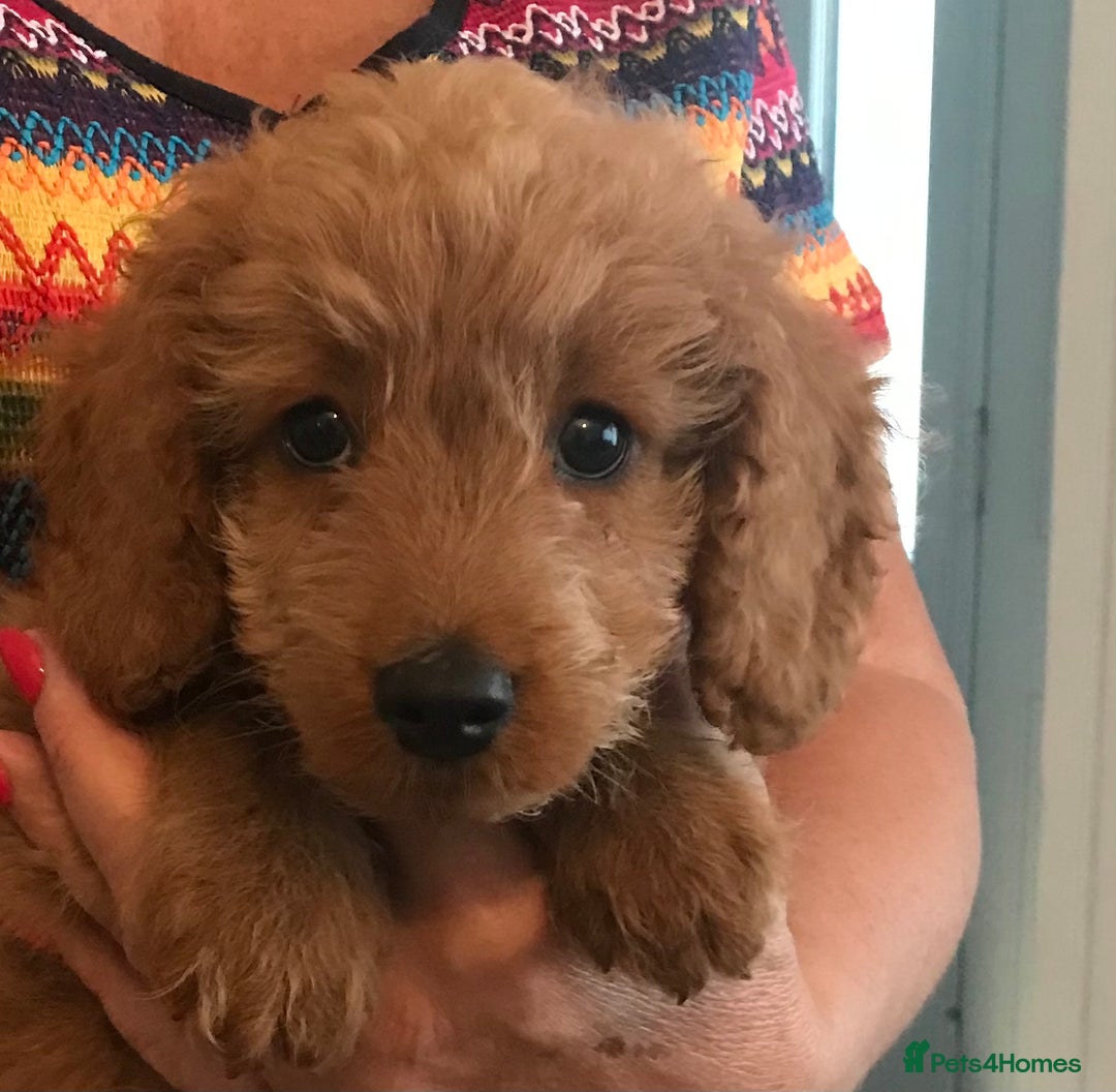 Cockapoo dogs for sale: 🐩🐶STUNNING F1 COCKAPOO PUPPIES🐶🐩 - Image 2