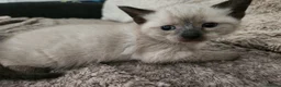 Mixed Breed cats for sale: 3 beautiful kittens  in Stockton-on-Tees - Advert 5