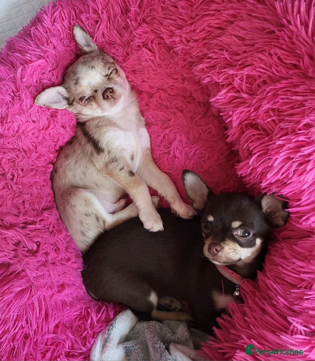 Chihuahua dogs for sale: Chihauhuas For Sale - Image 5