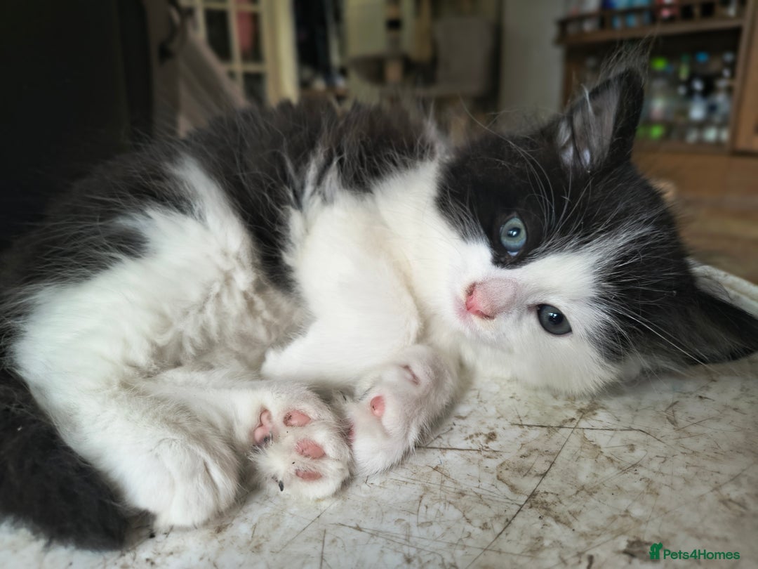 Mixed Breed cats for sale: 3 Beautiful Kittens*FLUFFY BLACK & WHITE*CALICO - Image 7