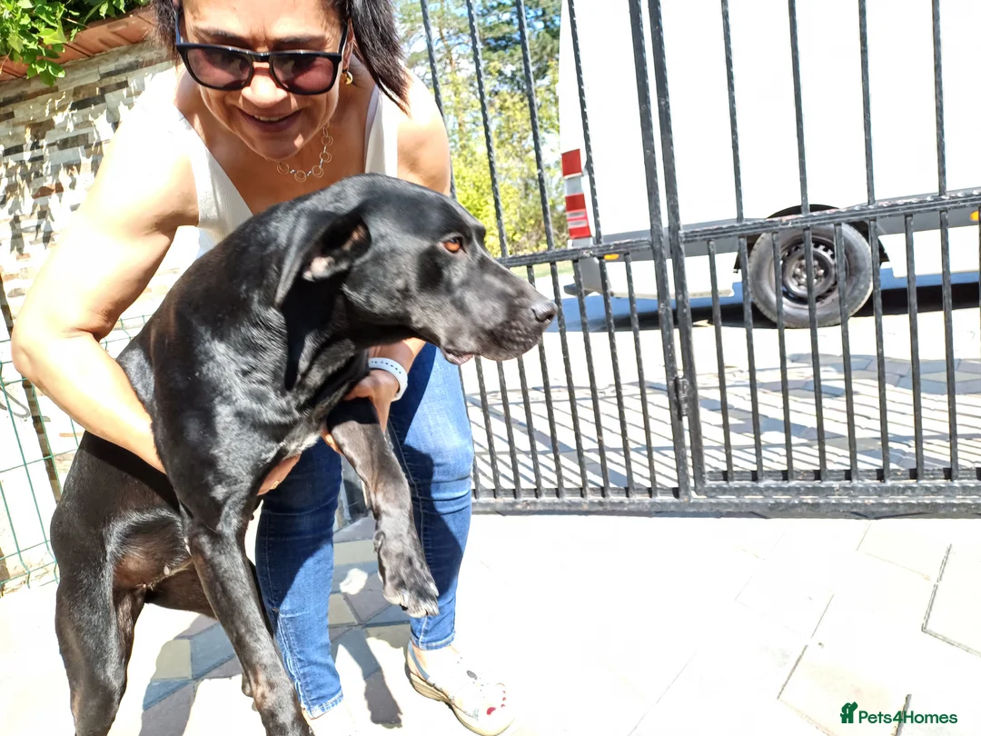 Mixed Breed dogs for adoption: Beautiful and Gentle JULIETTE - for a Loving Home in Nottingham - Advert 22