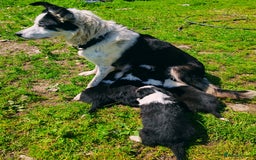Border Collie dogs for sale: Border collies - Image 5