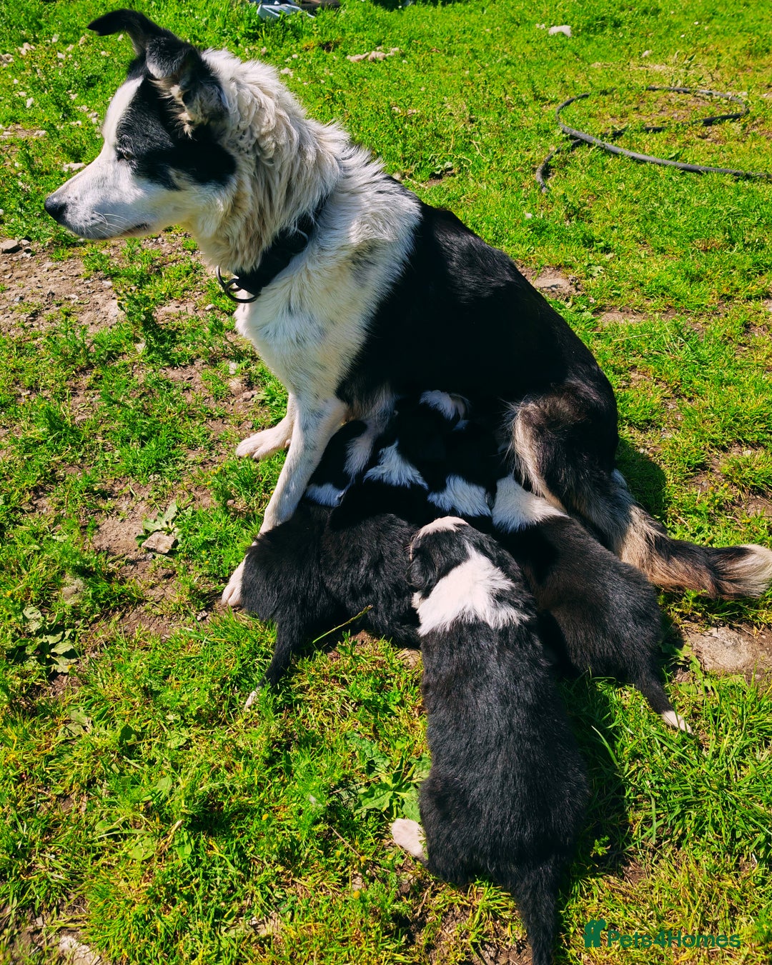 Border Collie dogs for sale: Border collies - Image 5