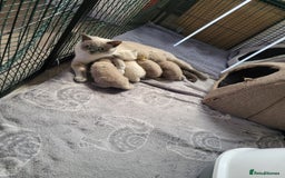 British Shorthair cats for sale: Britishshort hair kittens - Image 14